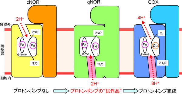 プロトンの通り道の比較の図