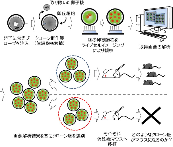 ライブセルイメージング技術を使ったクローン胚の解析の図