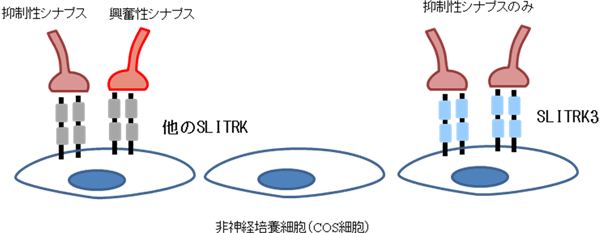 培養細胞で見いだされたSLITRK3のシナプス形成活性の図