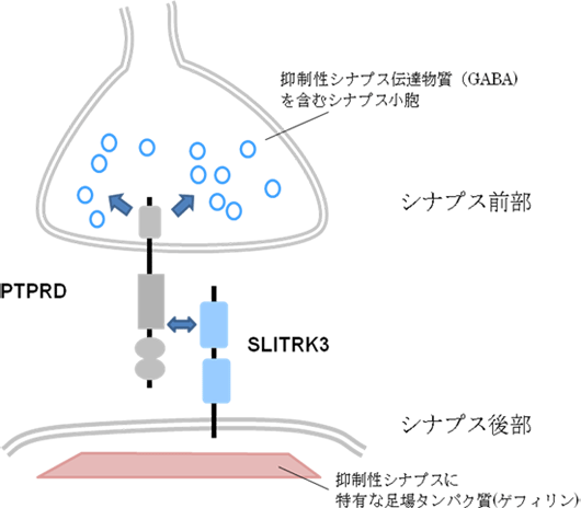 SLITRK3とPTPRDの結合が抑制性シナプスの形成を促進するの図