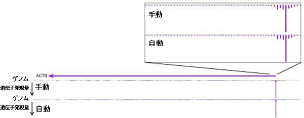 ゲノム上の転写開始点の位置と遺伝子発現量の比較の図