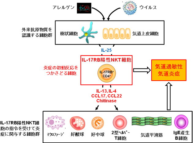 気道過敏性の発症の図