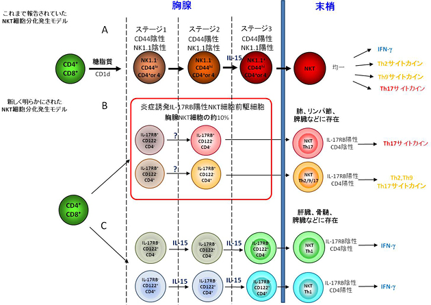 胸腺内でのNKT細胞分化発生様式の図