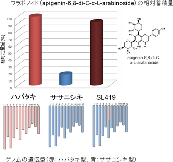 イネ品種ハバタキ、ササニシキ、およびSL419におけるフラボノイド(apigenin-6,8-di-C-α-L-arabinoside※)の蓄積量と、ゲノムの遺伝型の図
