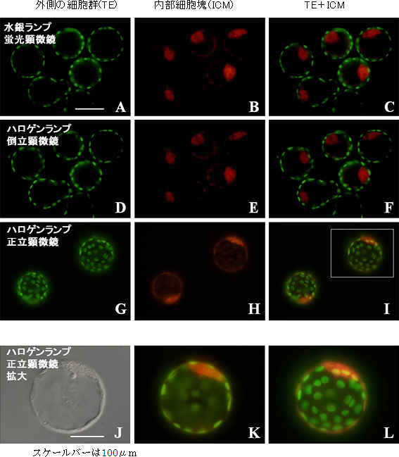 蛍光顕微鏡とアダプター付き一般顕微鏡によるマウス胚盤胞の蛍光観察の図