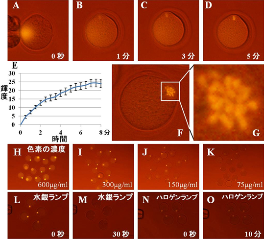 マウス卵子の核を赤色蛍光色素で染色の図