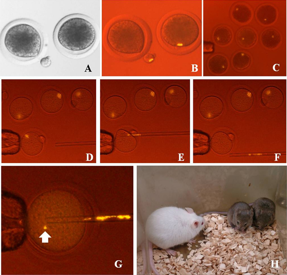 ウシやブタ、マウスの卵子の様子とマウスの除核で産まれたクローンマウスの図