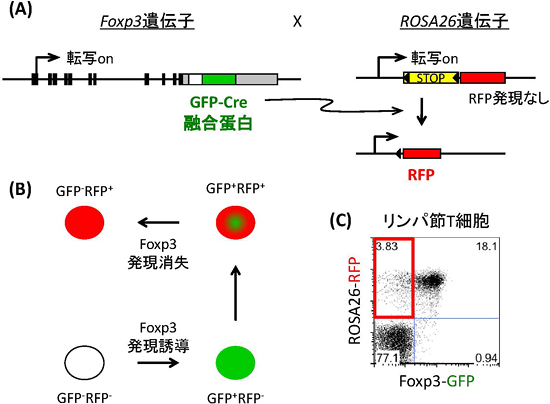 フェイトマッピング解析についての図