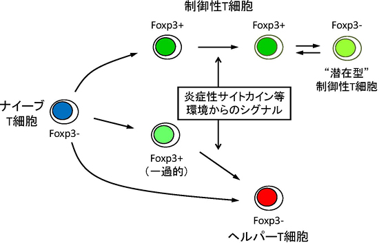 ナイーブT細胞の活性化に伴う一過的なFoxp3の発現の図