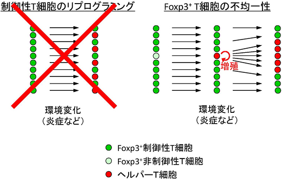 Foxp3+ T細胞集団には制御性T細胞と非制御性T細胞が存在するの図