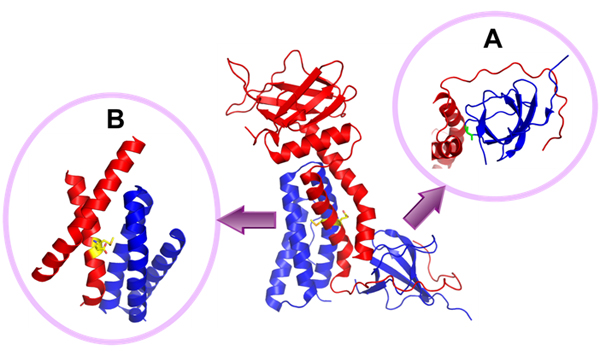 DOCK2（青）のN末端とELMO1（赤）のC末端の複合体の結晶構造の図