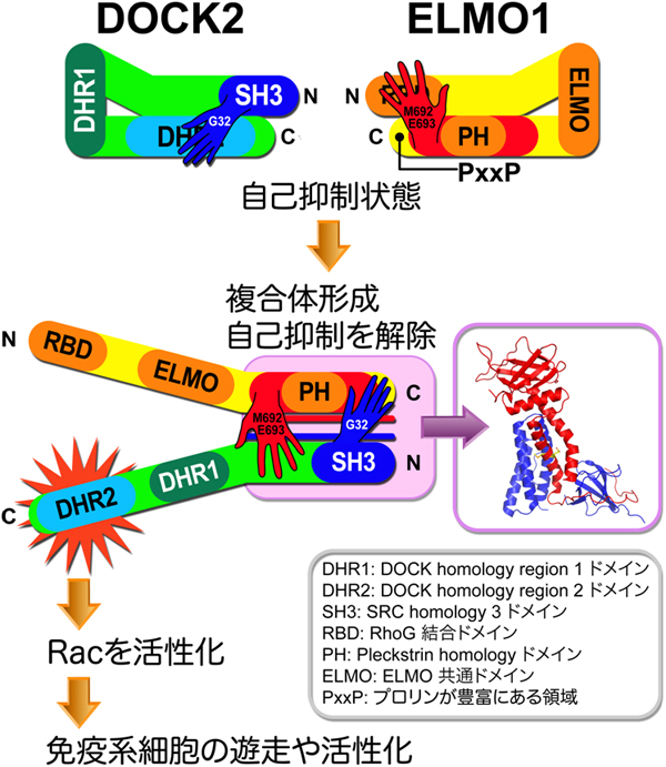 DOCK2とELMO1によるシグナル伝達の模式図の画像