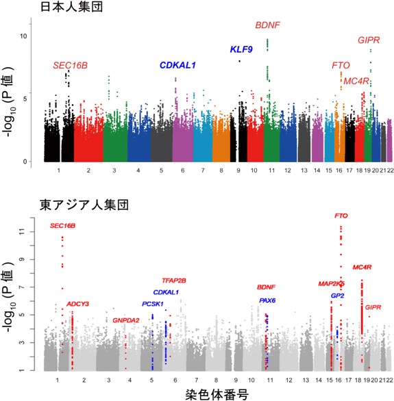 日本人および東アジア人集団におけるBMIに対するゲノムワイド関連解析結果の図