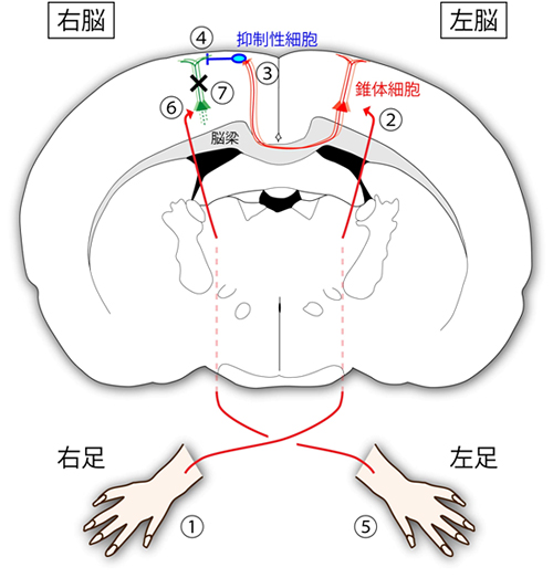 半球間抑制の神経回路メカニズムの図