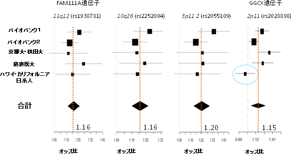 日本人前立腺がんに関連する4つのSNP・遺伝子のオッズ比の図