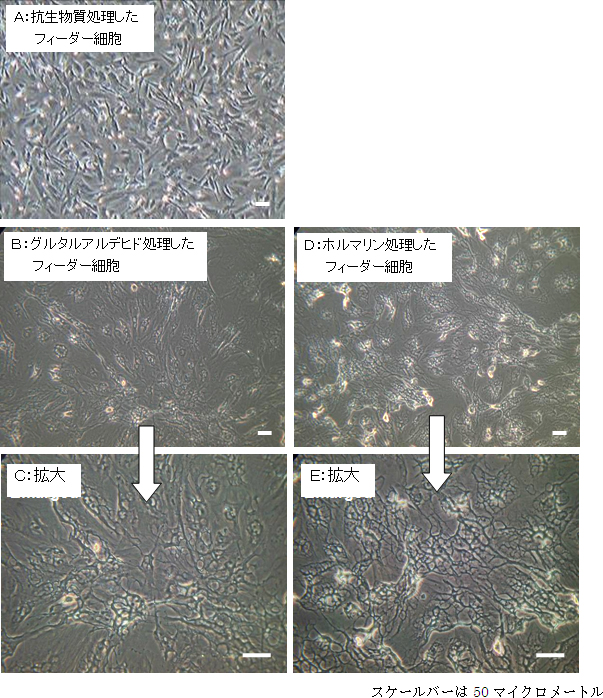 マウス胚性線維芽細胞由来のフィーダー細胞を処理した様子の図