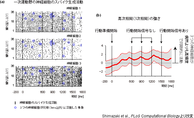 3つの神経細胞の同期的協調活動の画像