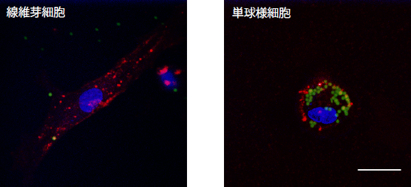 単球様細胞の貪食能の画像