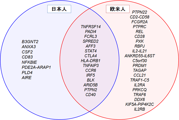 日本人と欧米人における関節リウマチ発症に関わる遺伝因子の図