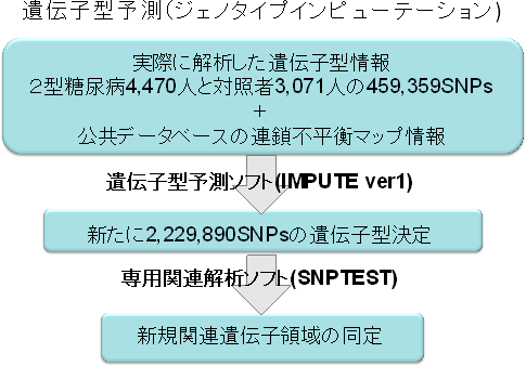 ジェノタイプ インピュテーション（遺伝子型予測）を用いた関連解析の流れの図
