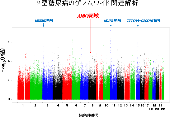 2型糖尿病のゲノムワイド関連解析の図