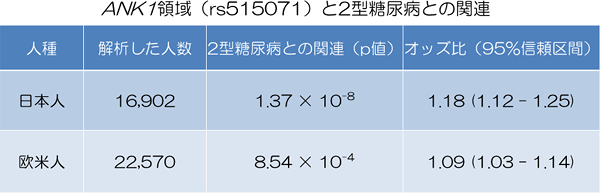 新規に発見したANK1領域（領域内のSNP；rs515071）の日本人および欧米人集団での2型糖尿病との関連の解析結果の図