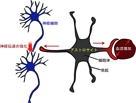 アストロサイトのCa2+シグナルによる神経伝達と血流の調節の図