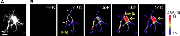 突起から始まるアストロサイトのCa2+シグナルの図