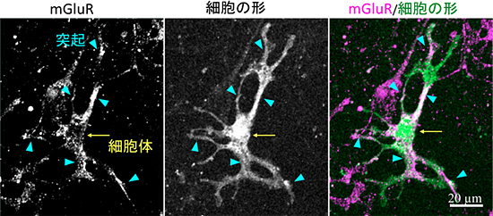 アストロサイト細胞膜上のmGluRの分布の図