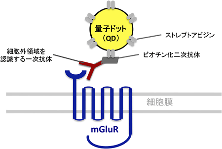 量子ドットを用いたmGluR標識の仕組みの図