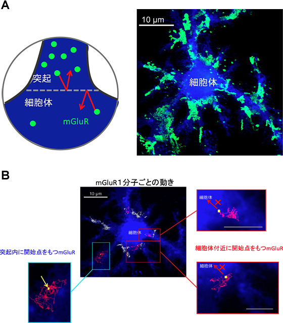 拡散障壁が機能しているときのmGluRの分布と動きの図