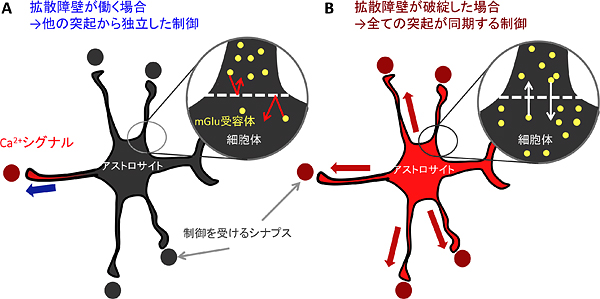 本研究が提唱するmGluRに対する拡散障壁によるCa2+シグナルの制御の図