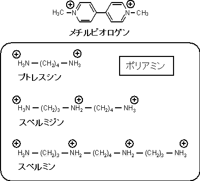 メチルビオロゲンとポリアミンの分子構造の図