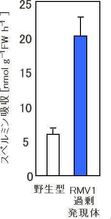 RMV1遺伝子過剰発現体のポリアミン吸収能の図