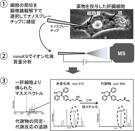 一細胞質量分析の図