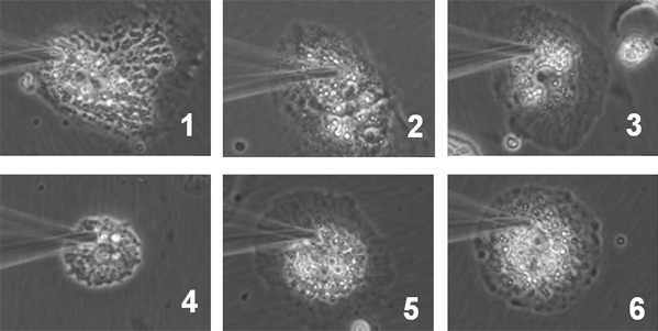 細胞質から薬物や代謝物などの成分を吸い上げる様子の図