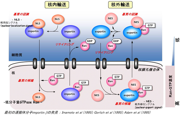 運搬体分子群 Importin βファミリーによる輸送の基本メカニズムの図