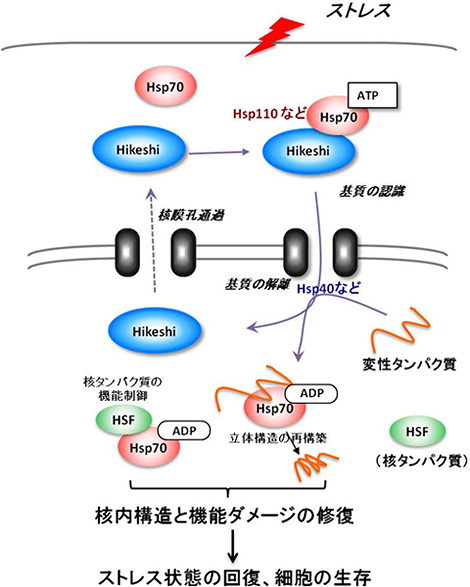 Hikeshi輸送経路のモデルの図