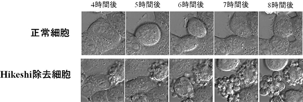 正常細胞とHikeshi除去細胞のストレス要因除去後の時間変化の図