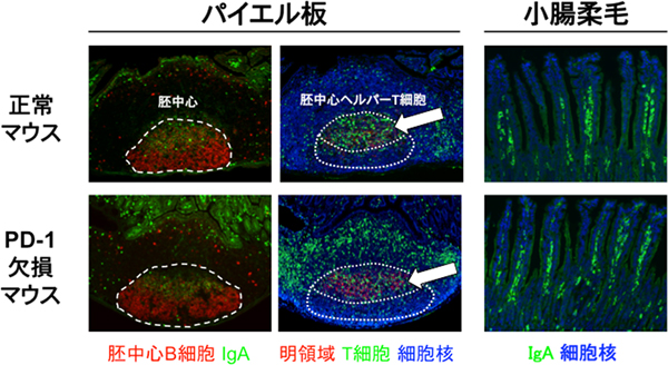 パイエル板と小腸柔毛内のB細胞、Ｔ細胞の様子の図