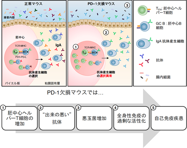 PD-1欠損マウスにおける腸内細菌の様子の図