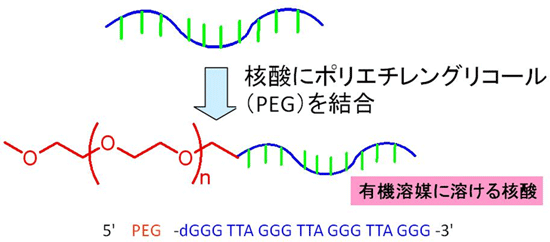 オリゴ核酸にポリエチレングリコール(PEG)を結合したPEG-DNAの図