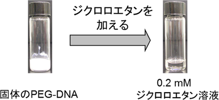 ジクロロエタン溶液に溶けるPEG-DNAの図
