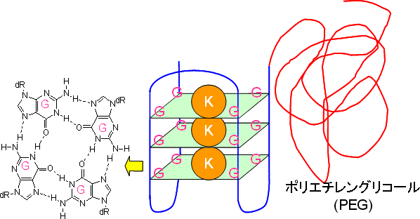 有機溶媒中におけるPEG‐DNAによるGカルテット構造の図