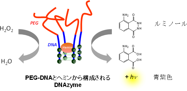 有機溶媒中におけるPEG-DNAzymeによる酸化反応の図