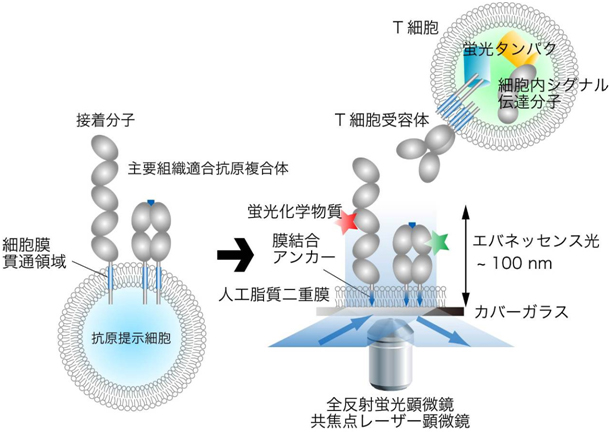 プレイナーメンブレン法によるT細胞受容体および細胞内分子の観察方法の図