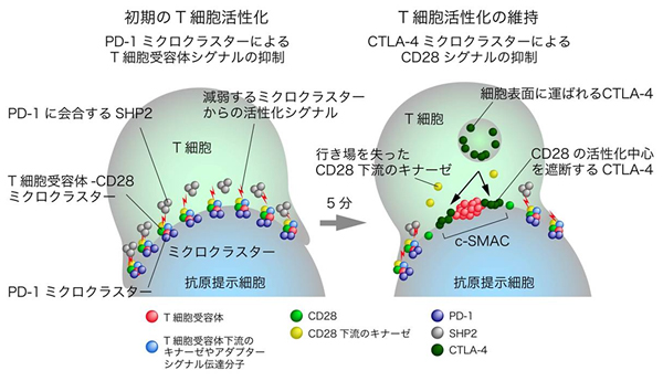 PD-1とCTLA-4ミクロクラスターによるT細胞活性化抑制の図