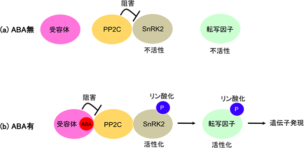 アブシシン酸の受容と情報伝達の初期反応の図