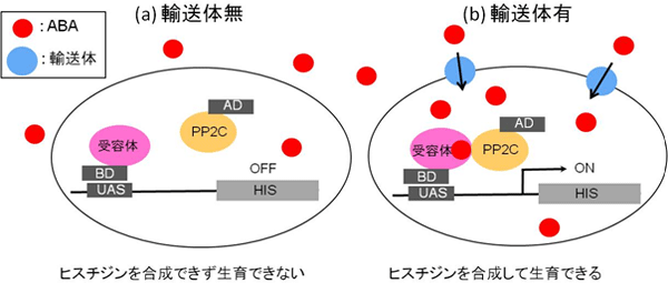 酵母two-hybrid系を利用した輸送体の同定の図