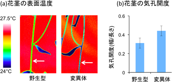 野生型とNRT1.2を失った変異体の温度変化と気孔開度の図